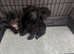 Beautiful puppies for sale
