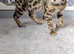 ***GORGEOUS PURE MALE BENGAL***