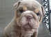 Gorgeous English Bulldog Puppies KC Pedigree