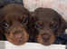 KC Registered PRA Clear Mini Dachshunds Ready to Leave