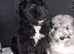 Beautiful borderdoodle / colliepoo puppies.