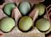 6 Crested Cream Legbar Hatching eggs P&P Included Tracked 24