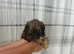 Jack russles cross