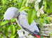 Henri Reaared African grey Parrot