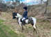 4 year old 14.2hh part bred welsh cob - lovely all rounder