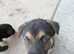 German shepherd,  Belgium Malinois, Labrador cross