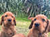 Ready now Irish golden puppies available