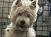 Beautiful adult female westies for sale