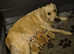 Remarkable Golden Retriever Puppies