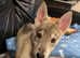 male northern inuit puppy