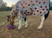 Unregistered Welsh part bred filly