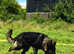 German shepherd female