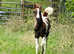 High percentage Tobiano filly.