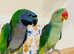 Stunning baby derbayn parrot