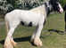 Pretty coloured mare