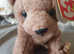 Original beanie baby