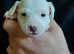 Jack russell parson russell