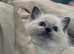 Blue tipped ragdoll kitten