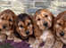 HEALTH TESTED show type cocker spaniel puppies