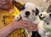Boston Terrier/English Bulldog puppies