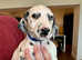 Adroable Dalmatian Puppies for sale