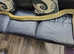 Burmese python female