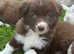 Beautiful Border Collie Puppies