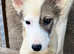 Agouti husky puppies 1 left