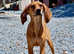 Cute and adorable Figgy needs forever home