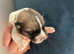 American Akita Puppies