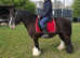 13.2hh cob gelding 11 years old