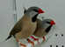 Beautiful Hecks Grass Finches for sale