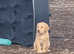 3 beautiful labrador puppies