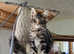7 BEAUTIFUL FULL MAINECOONS 1 crazy boy left