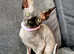 Last girl sphynx left with vaccination