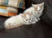 Maine Coon  cross kittens