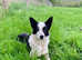 border collie male puppy