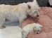 WEST HIGHLAND TERRIER PUPPIES only 1 available now
