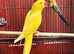 Beautiful yellow Indian ringnick parrot