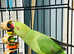 Baby green Ringneck Talking Parrot