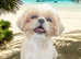 Imperial shih tzu (Now Rehomed )