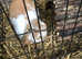 mini lop