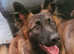 Belgium shepherd cross german shepherd