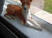 Beautiful basenji girl. Onset of illness forces sad sale