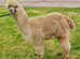 Lovable pet male non breeding alpacas, gorgeous fleeces, excellent genetics, BAS registered.
