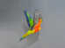 Jenday Conure,17