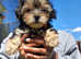 Last girl available!!! Toy Morkie puppy