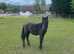 Lovely temperament Welsh X yearling 12.2hh