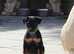 Stunning coated xoloitzcuintli mini size medium size.