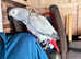 Fully hand rared African gray parrot